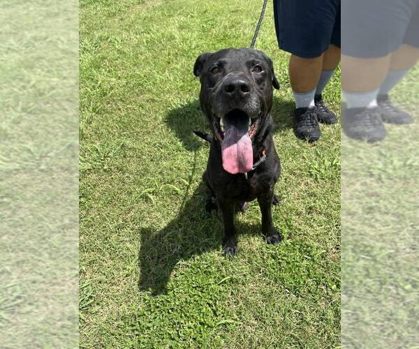 Medium Photo #1 Mutt Puppy For Sale in Abbeville, LA, USA