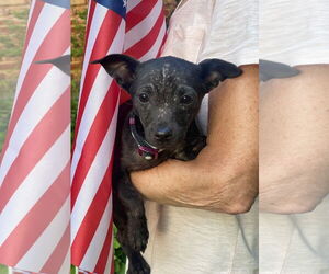 Chihuahua-Unknown Mix Dogs for adoption in Mount Laurel, NJ, USA