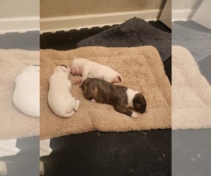 Bull Terrier Litter for sale in CLINTON, MS, USA