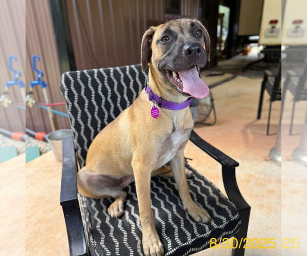 Medium Photo #1 Mutt Puppy For Sale in Decatur, GA, USA