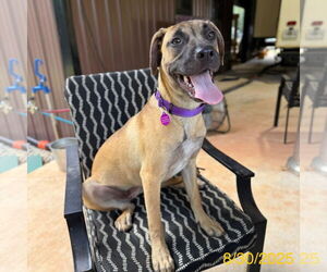 Mutt Dogs for adoption in Decatur, GA, USA