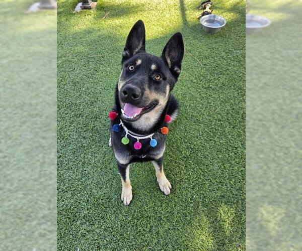 Medium Photo #2 Siberian Husky-Unknown Mix Puppy For Sale in Downey, CA, USA