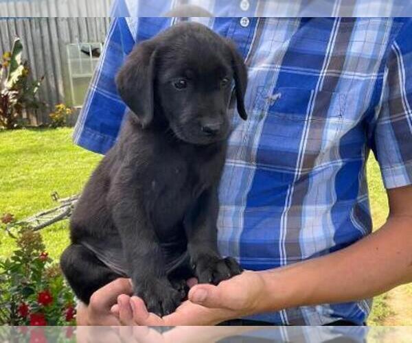 Medium Photo #2 Labrador Retriever Puppy For Sale in SHILOH, OH, USA