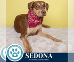 Small #3 Labrador Retriever Mix