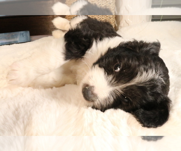 Medium Photo #15 Aussiedoodle Miniature  Puppy For Sale in STAFFORD, VA, USA