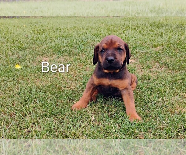 Medium Photo #14 Doberman Pinscher-Mastiff Mix Puppy For Sale in BRANTLEY, AL, USA