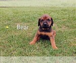 Small #13 Doberman Pinscher-Mastiff Mix