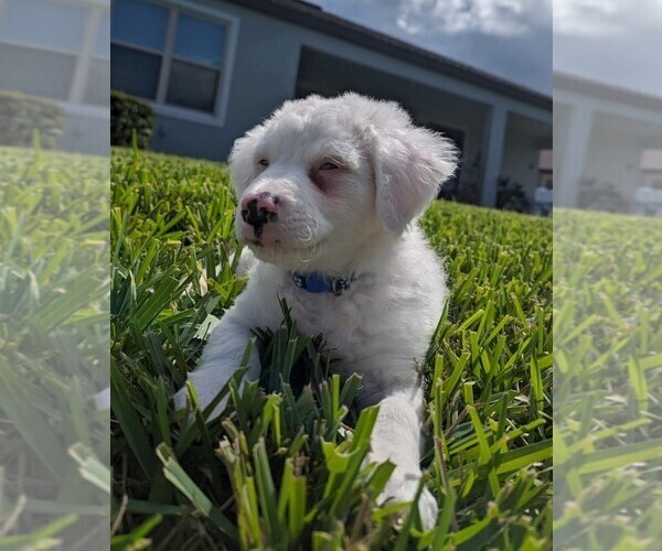 Medium Photo #1 Aussiedoodle Miniature  Puppy For Sale in RIVERVIEW, FL, USA