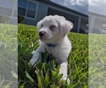 Small Photo #1 Aussiedoodle Miniature  Puppy For Sale in RIVERVIEW, FL, USA
