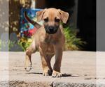 Small #4 Chihuahua Mix