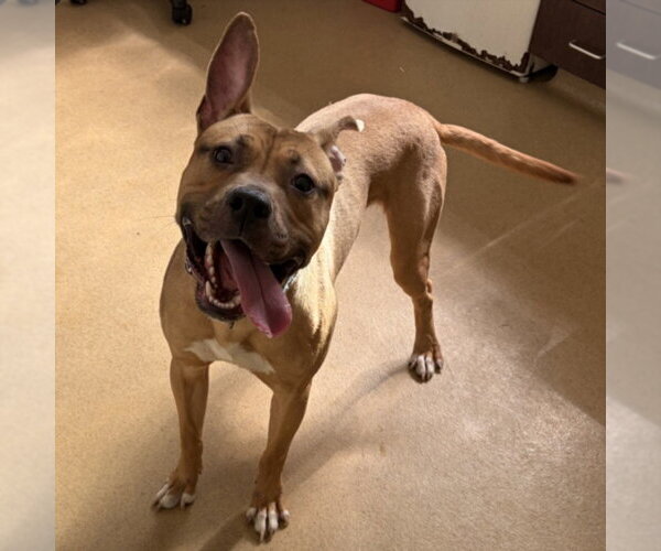 Medium Photo #1 American Pit Bull Terrier Puppy For Sale in Derwood, MD, USA