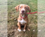 Small #2 Vizsla Mix