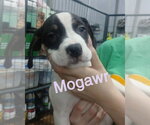 Small Mutt