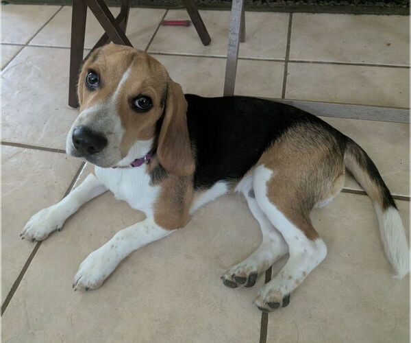 Medium Photo #8 Beagle Puppy For Sale in Dunnellon, FL, USA