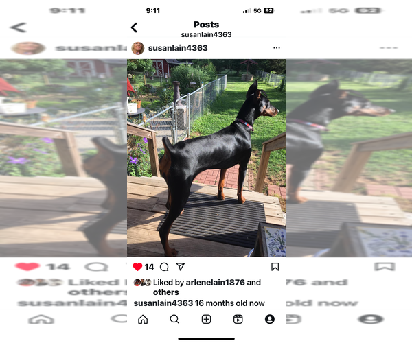 Medium Photo #1 Doberman Pinscher Puppy For Sale in SUMMERFIELD, NC, USA