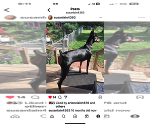 Mother of the Doberman Pinscher puppies born on 04/08/2025