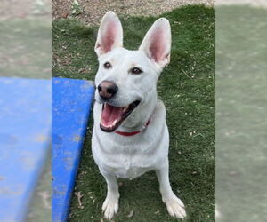 Siberian Husky-Unknown Mix Dogs for adoption in Ventura, CA, USA