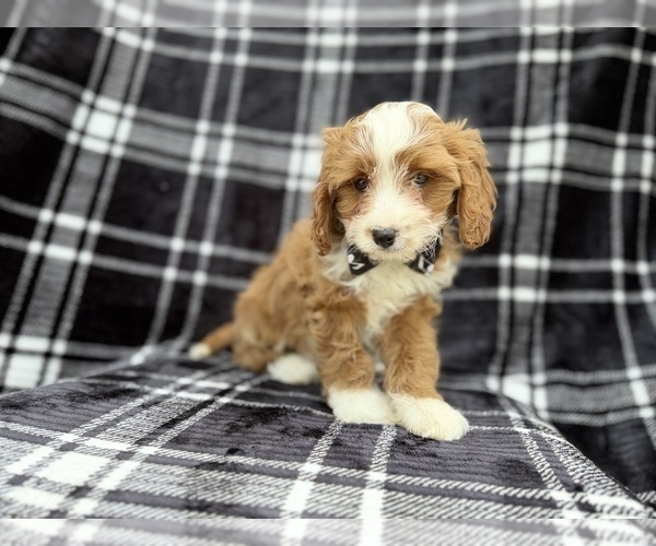 Medium Photo #5 Cavapoo (Miniature) Puppy For Sale in LAKELAND, FL, USA