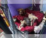 Small #20 Labrador Retriever Mix