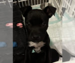 Small #8 Labrador Retriever Mix