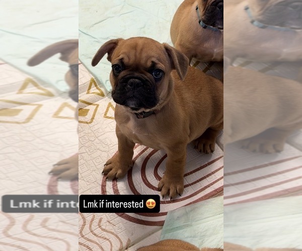 Medium Photo #3 French Bulldog Puppy For Sale in RIVERSIDE, CA, USA