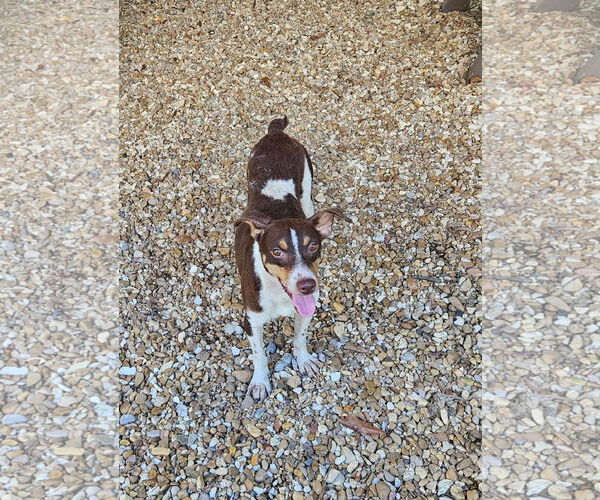 Medium Photo #2 Mutt Puppy For Sale in Gulfport, MI, USA