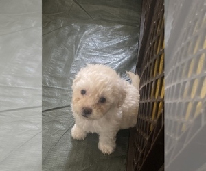 Lhasa Apso-Poodle (Standard) Mix Puppy for sale in E BRUNSWICK, NJ, USA
