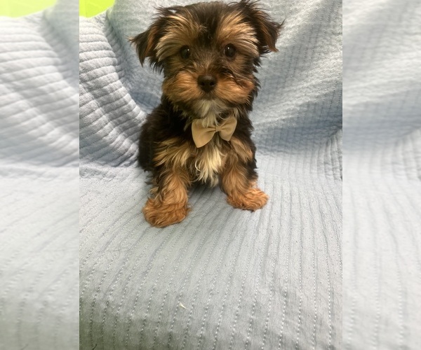 Medium Photo #1 Morkie Puppy For Sale in RANDOLPH, MA, USA
