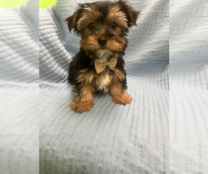 Morkie Puppy for sale in RANDOLPH, MA, USA