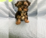 Small Morkie