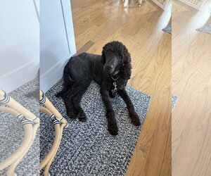 Lucky- very handsome boy - Male Poodle (Standard)-Unknown Mix Dog for Adoption - Photo #4
