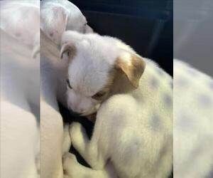 American Pit Bull Terrier Dogs for adoption in Plano, TX, USA