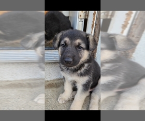 German Shepherd Dog Puppy for sale in FONTANA, CA, USA