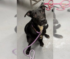 Labrador Retriever-Unknown Mix Dogs for adoption in Peoria, IL, USA