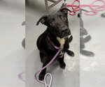 Small Labrador Retriever Mix