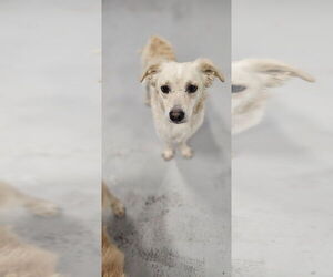 Kirby/Vibe #1846 - Male Colonial Cocker Spaniel Dog for Adoption - Photo #3