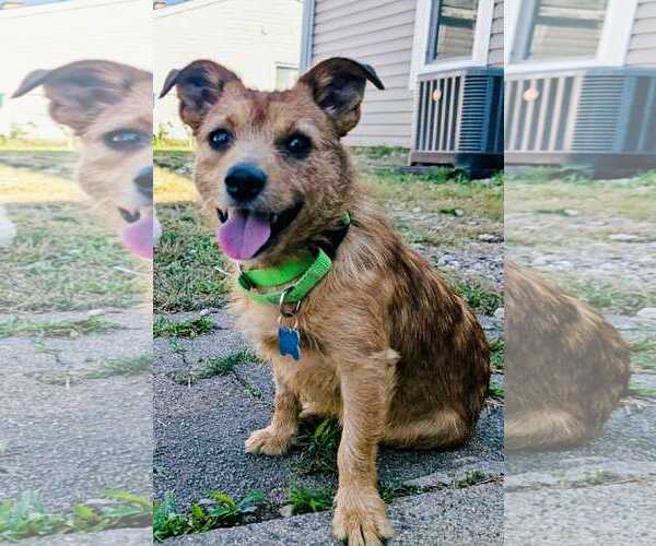 Medium Photo #5 Irish Setter-Unknown Mix Puppy For Sale in Plainfield, IL, USA