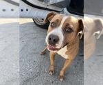 Small American Pit Bull Terrier