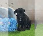 Small #10 Catahoula Leopard Dog