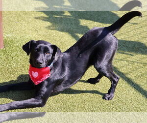 Labrador Retriever-Unknown Mix Dogs for adoption in Rockaway, NJ, USA