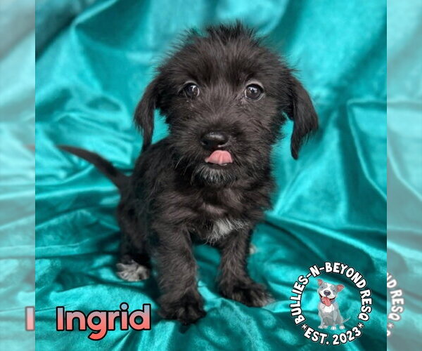 Medium Photo #1 Mutt Puppy For Sale in Omaha, NE, USA