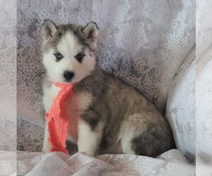 Siberian Husky Puppy for sale in FREDERICKSBG, OH, USA