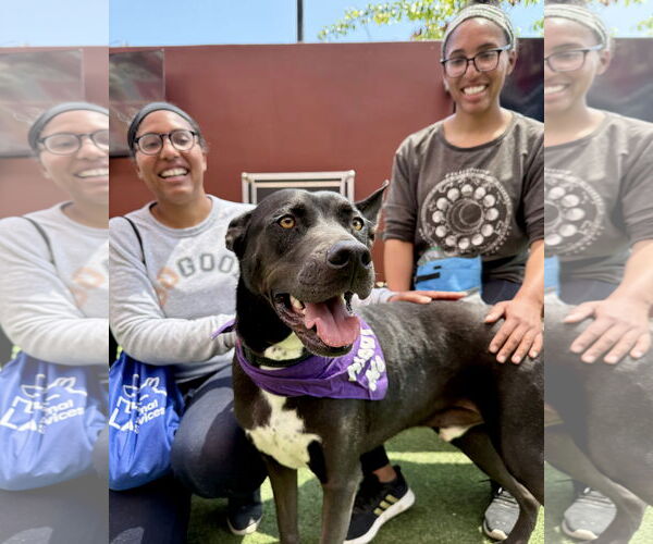 Medium Photo #4 American Pit Bull Terrier-American Staffordshire Terrier Mix Puppy For Sale in Corona, CA, USA