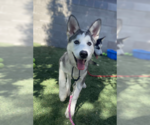 Small #1 Siberian Husky Mix