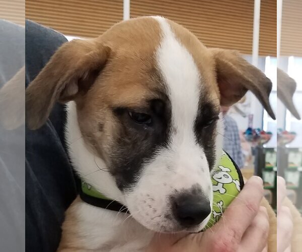 Medium Photo #23 Border Collie-Unknown Mix Puppy For Sale in Spring, TX, USA