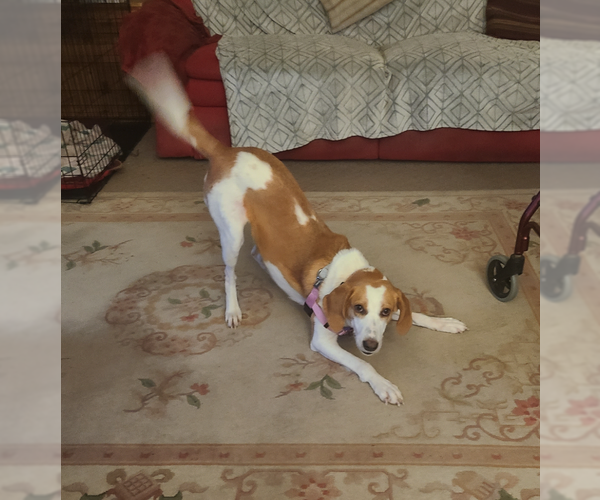 Medium Photo #3 American Foxhound-Unknown Mix Puppy For Sale in Plainfield, IL, USA