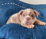 Small Photo #3 English Bulldog Puppy For Sale in CARLSBAD, CA, USA