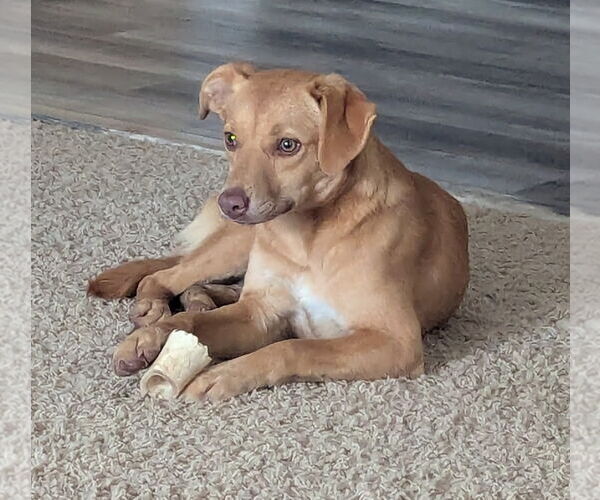 Medium Photo #3 Mutt Puppy For Sale in Tracy City, TN, USA