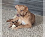 Small #2 Mutt