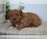 Puppy Prince Cavapoo (Toy)